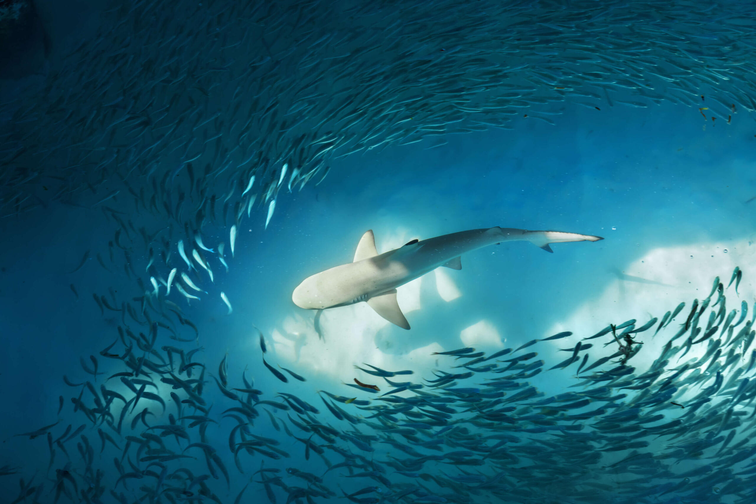 shark swimming